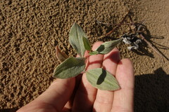 Polygonum sericeum