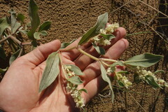 Polygonum sericeum