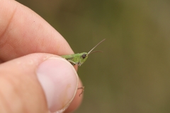 Chorthippus dichrous