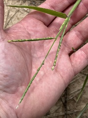 Urochloa platyphylla