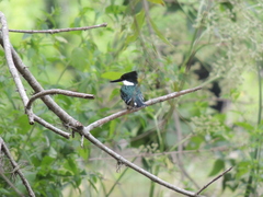 Chloroceryle americana