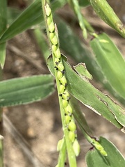 Urochloa platyphylla