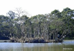 Threskiornis molucca