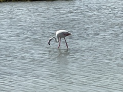 Phoenicopterus roseus