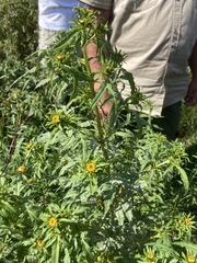 Bidens radiata