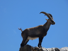 Capra ibex