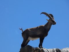 Capra ibex