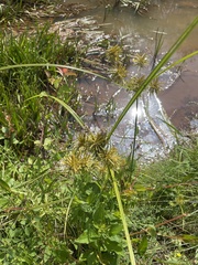 Cyperus