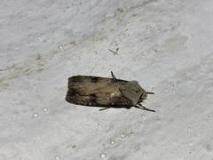 Agrotis puta
