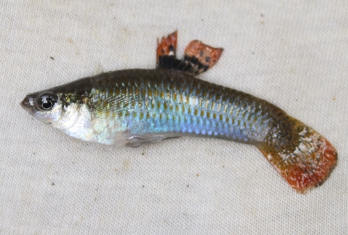 Liberty molly (Poecilia salvatoris) — Poeciliidae — 3