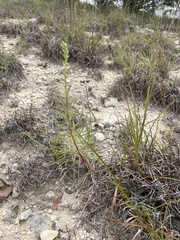 Liatris punctata