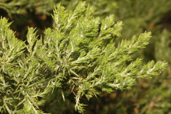 Ulex europaeus