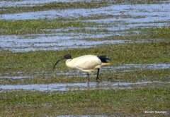 Threskiornis molucca