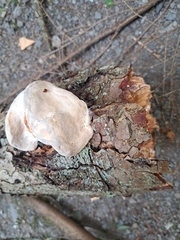 Fomitopsis mounceae