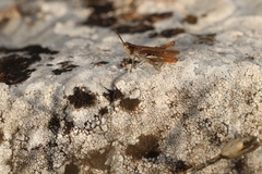 Chorthippus dichrous