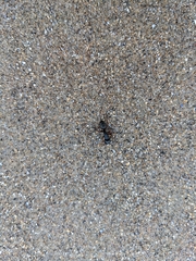 Camponotus