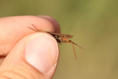 Chorthippus dichrous