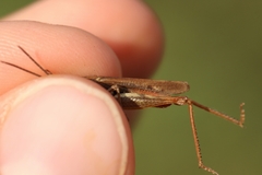 Chorthippus dichrous