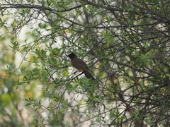 Pycnonotus barbatus tricolor