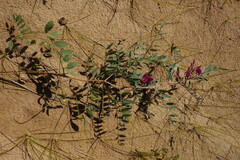 Corethrodendron fruticosum