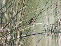 Chloroceryle americana