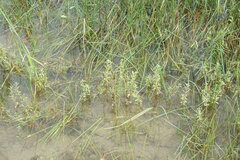 Lythrum hyssopifolia