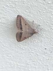 Isturgia arenacearia