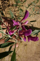 Corethrodendron fruticosum