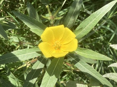 Ludwigia grandiflora