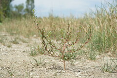 Lythrum hyssopifolia