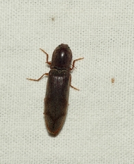 Stenagostus rhombeus