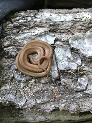 Storeria occipitomaculata