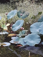 Nelumbo