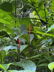Aphelandra