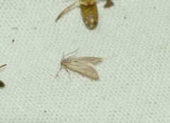 Acentria ephemerella