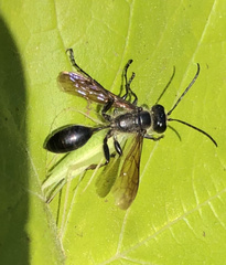 Isodontia