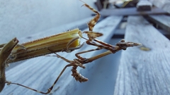 Empusa pennata