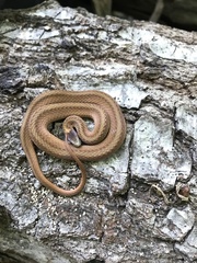 Storeria occipitomaculata