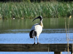 Threskiornis molucca