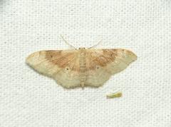 Idaea degeneraria