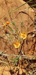 Kallstroemia grandiflora