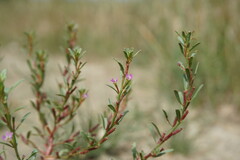 Lythrum hyssopifolia