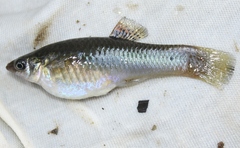 Poecilia gillii
