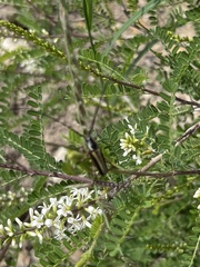 Sphaenothecus bilineatus