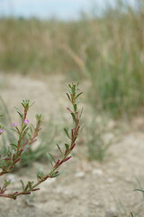 Lythrum hyssopifolia