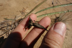 Takhtajaniantha austriaca