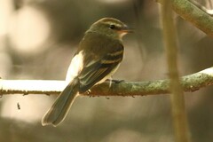 Cnemotriccus fuscatus