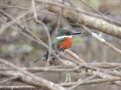 Chloroceryle americana