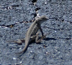 Holbrookia propinqua