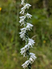 Spiranthes lacera